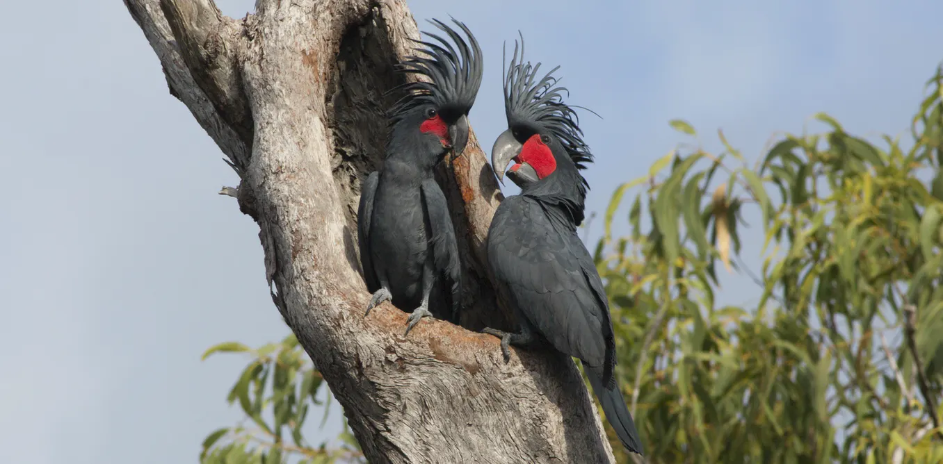 Pair of cockatoos in tree