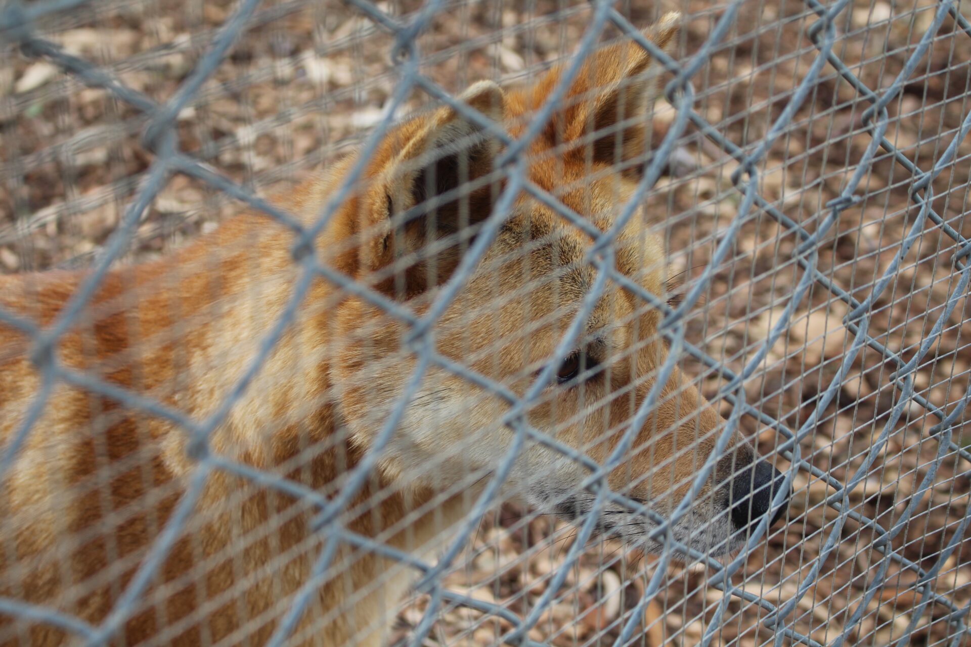 Dingo looking through a fence