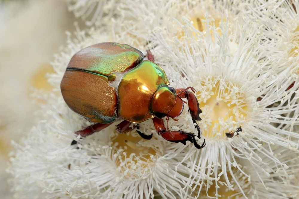 Christmas,Beetle,Feeding,On,Scrub,Apple,Flower