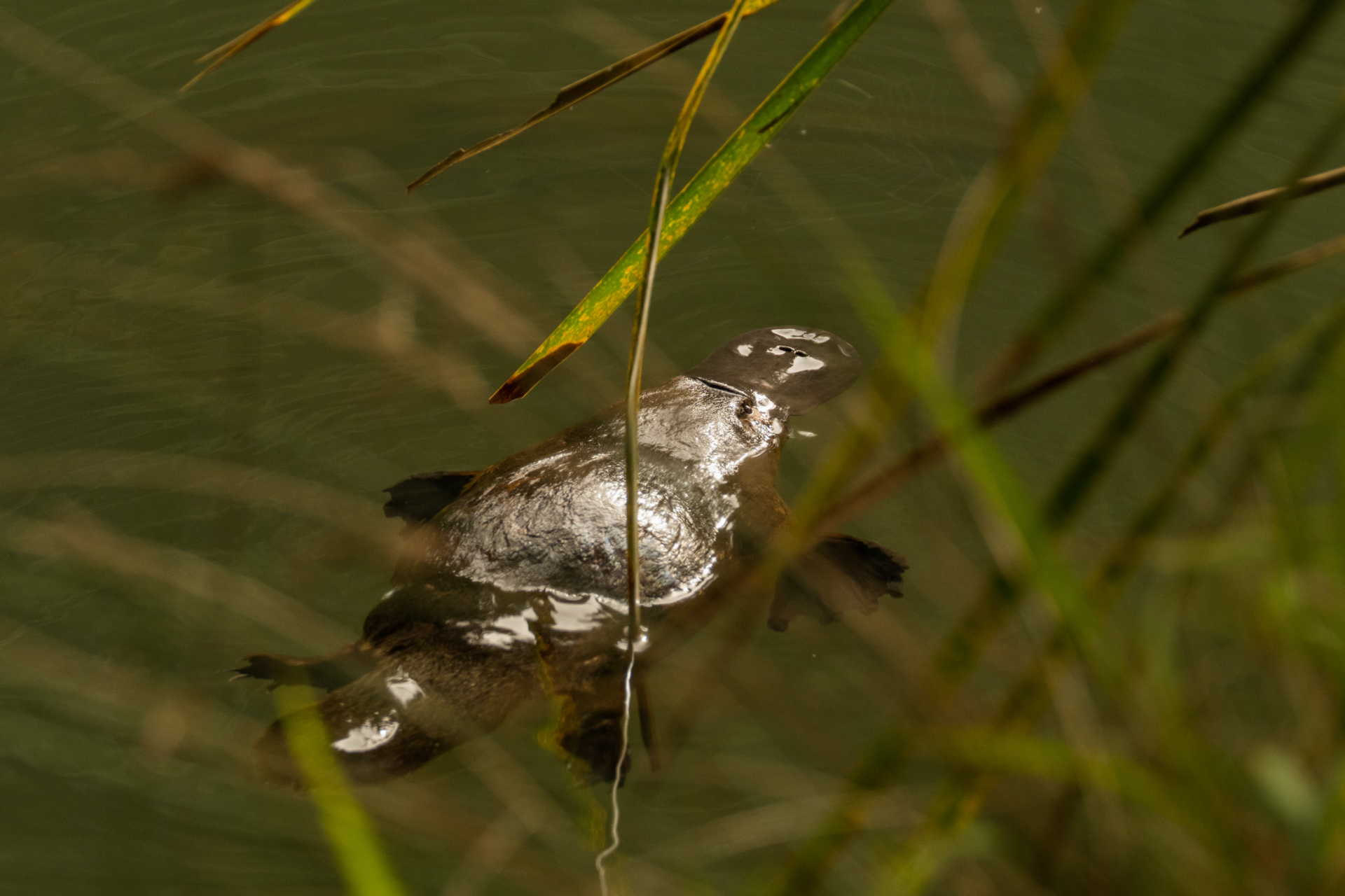 20251008 Platypus Must Credit Grumpy Turtle Creative 4