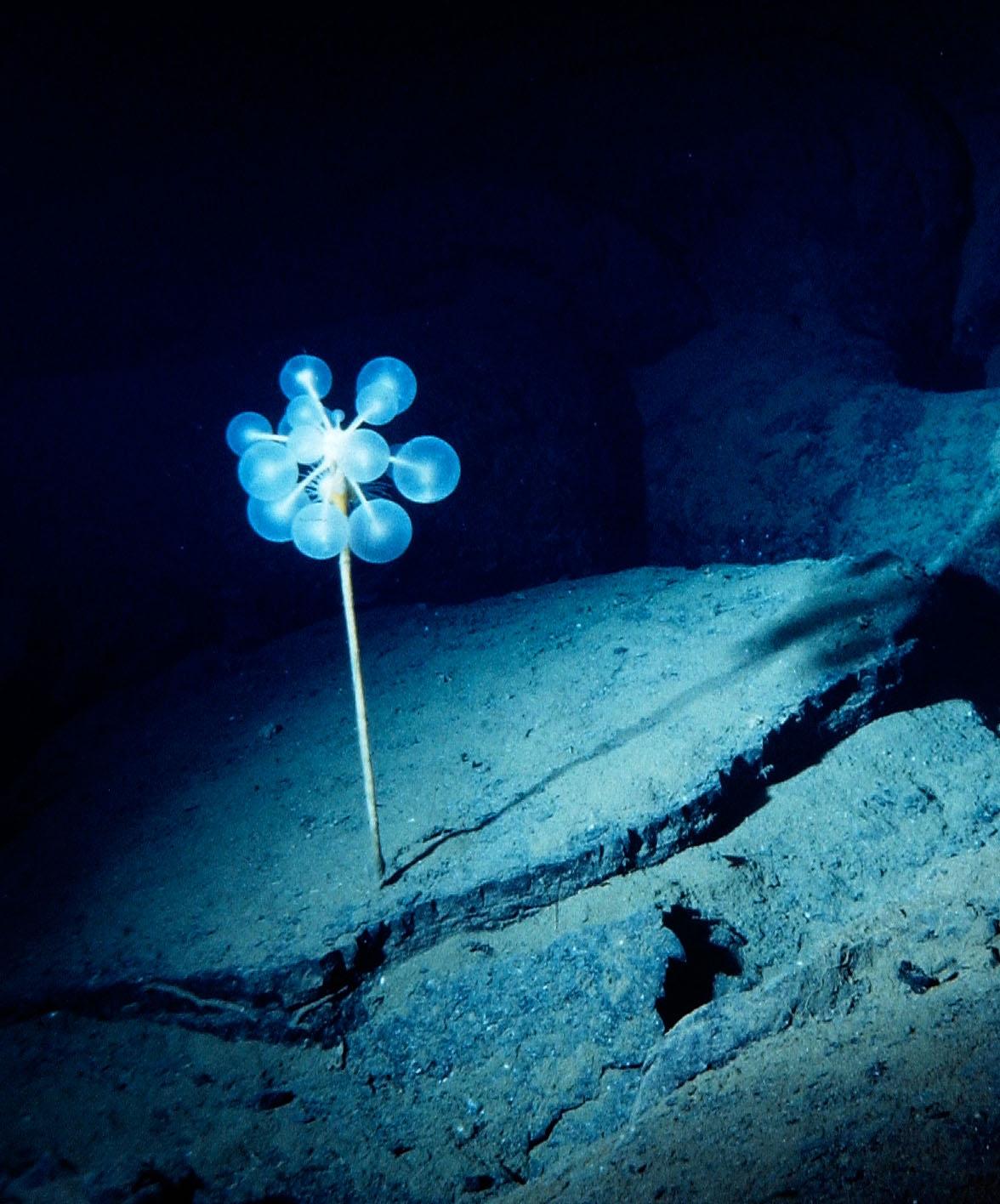 Eponge Carnivore Chondrocladia Lampadiglobus